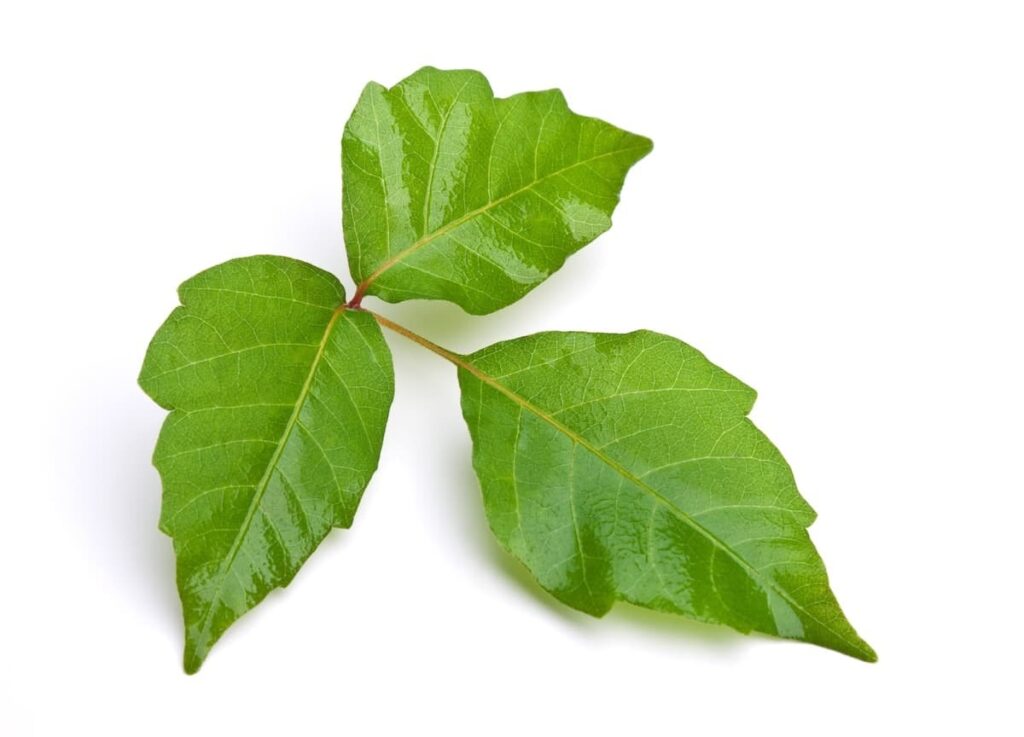 Poison ivy in the eye